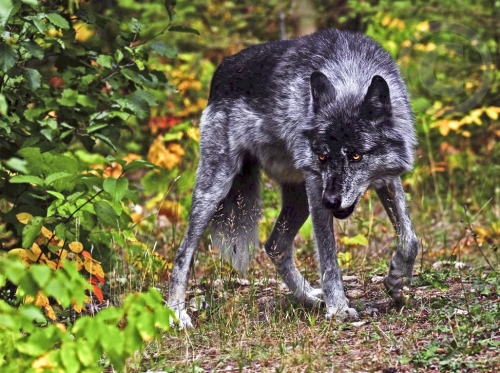 black canadian timber wolf