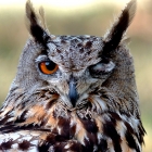 The Old World eagle-owls make up the genus Bubo, at least as traditionally circumscribed. Some of the largest living Strigiformes are in Bubo. Traditionally, only owls with ear-tufts were included here, but this is now known to be wrong.

