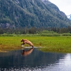 Grizzly Bear jumping the waters of the estuary 