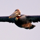 Brown Pelican in Flight CUBA, frequent visitor over water, often seen in small groups of 3 or 4 Cruising    