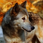 Female Timber Wolf  with water dripping from her mouth 