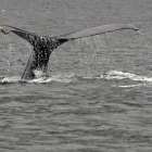 Humpback whale preparing for a Deep Dive 