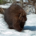 Winter is Great time for the Porcupine, usually high up in a tree and will venture down as Nightime arrives. 