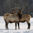Bull elks, testing each other for dominancy!