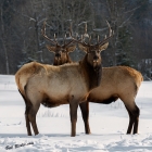 Two maturing Bull Elk, cold Canadian winter day, with light falling snow and cold temperatures around -23. The cold was ok, but even though I was dressed for the weather, I could only endure about 1 hr. before rejuvenating to a warmer enclosure.  