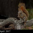 "RED"...Red Squirrel  Algonquin Provincial Park Ontario Canada 
