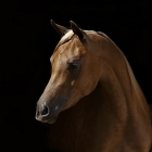 Arabian Philly

With a distinctive head shape and high tail carriage, the Arabian is one of the most easily recognizable horse breeds in the world.

