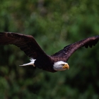 Bald Eagle,

This sea eagle has two known sub-species and forms a species pair with the White-tailed Eagle.