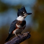 Belted Kingfisher,

The Belted Kingfisher (Megaceryle alcyon) is a large, conspicuous and noisy water kingfisher, the only member of that group commonly found in the northern United States and Canada.