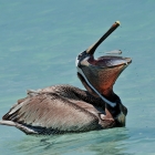 Good timing to  catch the Pelican catching a small fish 