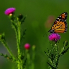 Female Monarchs have darker veins on their wings, and the males have a spot in the center of each hindwing from which pheromones are released. Males are also slightly larger.
