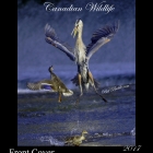 " AWARD Winning " This has been very popular...With winning Canadian Wildlife Photography in the first ever Canadian Geographic Wildlife competition hosted by Canadian Geographic and the Canadian Museum of Nature, with a National tour into major museums across Canada! 