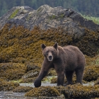 Khutzeymateen, where significant tides make great Clam Beaches. This Grizzly at Very low tide was looking in the sand for clams. These background boulders are submerged at higher tide.  