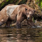 As the Winter snow recedes and Glaciers melt in the  Khutzeymateen Grizzly Bear Sanctuary May 2012. This Veteran is about 25 years, according to the knowledgeable guide. He is the father of many bears who live and pass through this Rain Forest. 
Seen here with damaged eye and  missing fur as he emerged recently from his winter dormancy period. He is following the scent of a Female Bear as it is Bear Breeding season here in the Khutzeymateen. 
Travelling the shoreline is much quicker with low tide. The Tide here can reach in excess of 25 feet. 