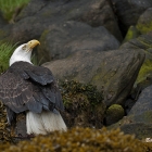 Khutzeymateen Grizzly Bear Sanctuary is Home to the Bald Eagle