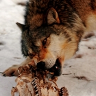 Gray wolf in Haliburton area with recent kill, enjoing the carcass 
