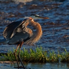 Great Blue Heron,

The Great Blue Heron (Ardea herodias) is a large wading bird in the heron family. 