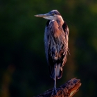 Great Blue Heron  068,

Adult herons, due to their size, have few natural predators, but can be taken by bald eagles, great horned owls and, less frequently, red-tailed hawks