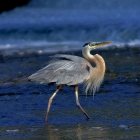 Great Blue Herons  build a bulky stick nest, and the female lays three to six pale blue eggs. One brood is raised each year