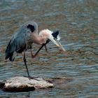 Great Blue Herons locate their food by sight and usually swallow it whole. Herons have been known to choke on prey that is too large.It is generally a solitary feeder. Individuals usually forage while standing in water, but will also feed in fields or drop from the air, or a perch, into water.