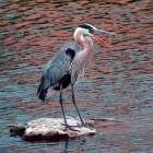 As large wading birds, Great Blue Herons are able to feed in deeper waters, and thus are able to harvest from niche areas not open to most other heron species.
