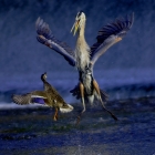 December 2007 .... Bill was honoured with Honourable Mention with National Geographic Magazine, International Photo Competition. His winning Image of a Great Blue Heron in conflict with a Mallard Duck. The HM was very meaningful to Bill and feels Very Honoured to be recognized with such an amazing Competion. With over 148,000 entries Bill feels like a First Place winner.Female Mallard duck defending her young from a Great Blue Heron.

July 2008 & 2013... Natures Best Magazine... Finalist. 

December 2008   Canadian Geographic Magazine & Canadian Museum of Nature awarded CANADIAN WILDLIFE PHOTOGRAPHY of the year. This was followed up with a year long Travelling Exhibit at major Museums across Canada.  

BEST-In-Show....  Annual Print Photo Competition 2012... 

Second Place..INTERNATIONAL Competition 2013... "Chasing the Light"  

National Wildlife Federation..."Final Page" June 2013 FEATURED..
 
June 2013... 3rd placing in Canada, CAPA ...4 nations cup!

It feeds in shallow water or at the water's edge during both the night and the day, but especially around dawn and dusk. It uses its long legs to wade through shallow water, and spears fish or frogs with its long, sharp bill.


