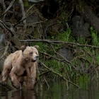 This young Female Grizzly was attempting to elude the Large Male Grizzly. During High tide the waters of the estuary allowed this bear to swim across to a remote and safe location. It is breeding season in the Khutzeymateen ( May 2012) but she is Not ready to accept the Male... YET. During my time spent  in the Khutzeymateen  there were some Amazing Interactions. Following this Courtship was a treat to witness. She kept the Male a very safe distance from her & the male was respectful and evident of her desire to keep a distance . As time went by She allowed the Male to get within breeding closeness, I think this Honey Coloured Bear was coming into Season!  

The Image has been chosen as the Canadian Wildlife Photography of the year 2012. Canadian Museum of Nature will be exhibiting this Image , along with other winners in their Ottawa Museum, starting in 2013. Following that a Canadian Tour to Museums across Canada!  
Featured in Parks Canada 2014 Magazine "Special Edition"

 
