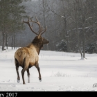 Bull Elk image captured in Northern Ontario Canada 