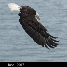 " BIG Wing " ...Bald Eagle northern Pacific Ocean British Columbia Canada 