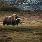 Musk Ox travelling and on a mission, during this breeding season in the Arctic in NUNAVIK 