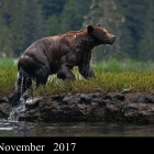 " Dripping Wet "..Mature male Grizzly Bear,..Khutzeymateen Grizzly Bear Sanctuary Northern British Columbia Canada .

" AWARD Winning Photo " 