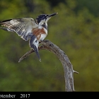 " Saucy "...Attitude was evident as this young Belted Kingfisher warned off competition, Moira Ontario Canada 