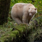  The " Spirit Bear"  of Great Bear Rain Forest 

The Kermode Bear (Ursus americanus kermodei), also known as the "Spirit Bear", is a subspecies of the American Black Bear living in the north coast of British Columbia, and noted for about 1/10 of their population having white or cream-coloured coats. This colour morph is due to a recessive allele common in the population. They are not albinos and not any more related to polar bears or the "blond" brown bears of Alaska's “ABC Islands” than other members of their species.
Because of their ghost-like appearance, "Spirit Bears" hold a prominent place in the mythology of the Canadian First Nations  of the area. A male Kermode bear can reach 225 kg (500 lb) or more, females are much smaller with a maximum weight of 135 kg (300 lb). Straight up it stands 180 cm (6 ft) tall.


Technical Stuff: Nikon D700 / Nikon 200-400 VR lens/ Speed 1/160 / F7.1/ ISO 800 @ 330mm 