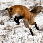 Jumping , Red Fox, seeking a vole through the snow covered 