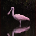 Not a Flamingo!
  
Habitat: Freshwater and saltwater wetlands 


It's easy to confuse an adult roseate spoonbill with a flamingo, until you look at their bills. Though both wading birds are bright pink, it's not hard to know which species is called "spoonbill."

 