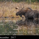 " Singled Out " ..One Antler Moose for Algonquin Park Ontario Canada 