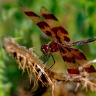Dragonflies are valuable predators that eat mosquitoes, and other small insects like flies, bees, ants, and butterflies.