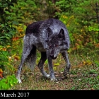 Timber Wolf, interior of British Columbia Canada 