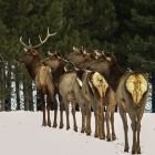 Large Bull elk leading his girls away from other intruders!