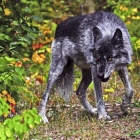 Very large Timber Wolf in Northern BC Canada. These Northern Wolves Are largest specimens of the Breed. Taken in early fall conditions. 
  