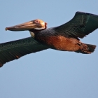 Cuba,  Brown Pelican, Great flying skills, and ever alert for a meal 
 