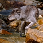 Timber Wolf in Rocky Mountain Stream 