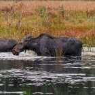Family of Moose in lake at Autumn time