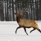Bull Elk in full stride ,during a cold Canadian winter day!