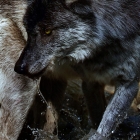 Dark phased Timber Wolf walking in Mountain Stream 