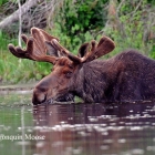 Algonquin Moose  April 
The black flies were heavy and water was a sanctuary for awhile 