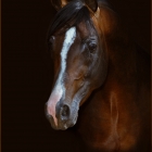 Bill has been Awarded the " Photographer of the Year  " with the Napanee Photography Club several times,2007,2008,2009,2010,2011, 
2012, 2013 
 


Arabian Stallion  bay boy

Throughout history, Arabian horses from the Middle East spread around the world by both war and trade, used to improve other breeds by adding speed, refinement, endurance, and good bone.