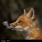 " Innocent " .. Red Fox Kit, recently emerged from its den Moira Ontario Canada 