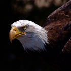 Bald Eagle,

 The Bald Eagle is a large bird, with a body length of  28–40 in, a wingspan of 71–92 in, and a mass of 5.5–15 lb; females are about 25 percent larger than males