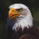 Bald Eagle - The adult Bald Eagle has a brown body with a white head and tail, and bright yellow irises, taloned feet, and a hooked beak; juveniles are completely brown except for the yellow feet. Males and females are identical in plumage coloration.